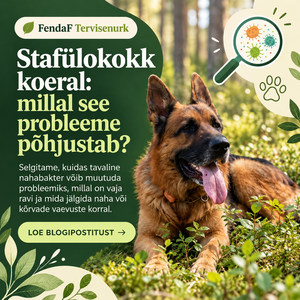 Saksa lambakoer metsas, stafülokokibakterite illustratsioon ning artikli pealkiri
