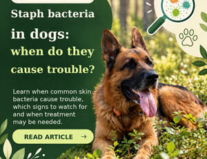 Dog in a forest with staphylococcus illustration, FendaF English article banner