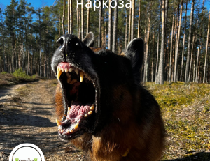 чистка зубов без наркоза у собаки