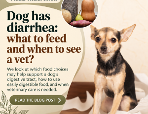 Dog diarrhea: what to feed and when to see a vet?
