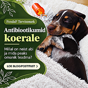 Antibiootikumid koerale: millal on neist abi ja mida peaks omanik teadma?
