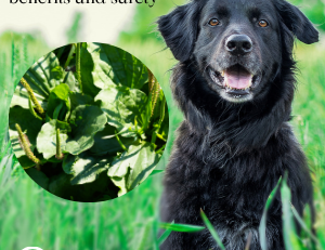 Great plantain for dogs: uses, benefits and safety