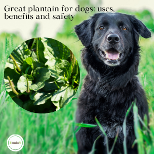 Great plantain for dogs: uses, benefits and safety