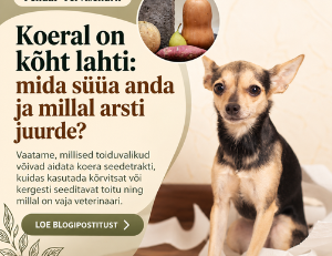 Koeral kõht lahti: mida süüa anda