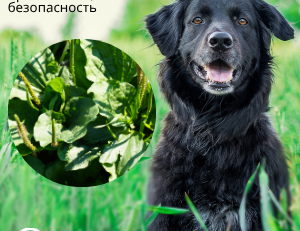 Подорожник большой для собак: применение, польза и безопасность