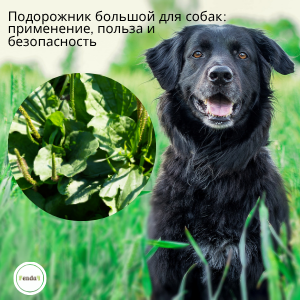 Подорожник большой для собак: применение, польза и безопасность