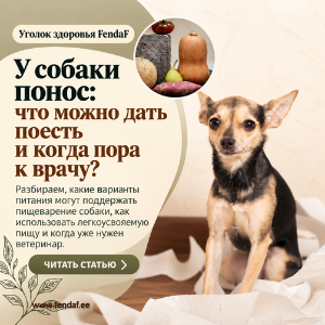 У собаки понос – чем кормить?