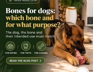Bones for dogs: which bones are suitable?