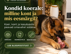 koer närimas toorest lihast konti