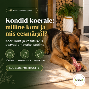 koer närimas toorest lihast konti