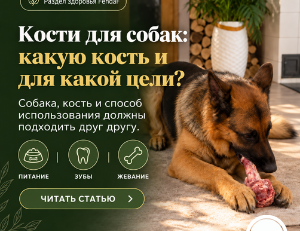 Кости для собак: какие подходят и как выбрать?