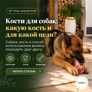 Кости для собак: какие подходят и как выбрать?