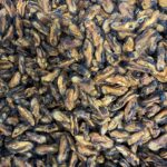 merekarbid treeningmaius