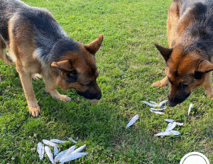 Miks peaks koer sööma kala?