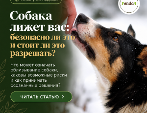 Собака лижет вас: безопасно ли это и стоит ли разрешать?