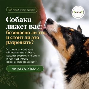 Собака лижет вас: безопасно ли это и стоит ли разрешать?