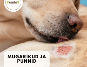 nahaalused mügarikud ja punnid