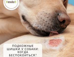 Подкожные шишки у собаки: когда беспокоиться?