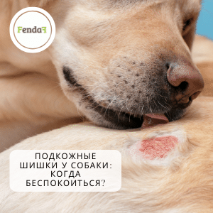 Подкожные шишки у собаки: когда беспокоиться?
