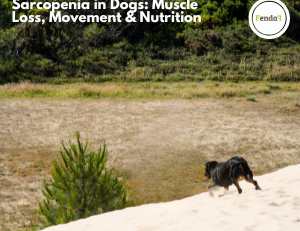 Sarcopenia in Dogs: Muscle Loss, Movement & Nutrition