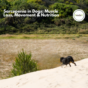 Sarcopenia in Dogs: Muscle Loss, Movement & Nutrition