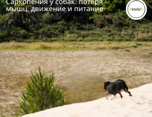 Саркопения у собак: потеря мышц, движение и питание