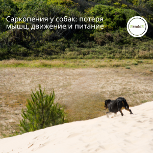 Саркопения у собак: потеря мышц, движение и питание