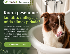 koera pesemine: mida tähele panna