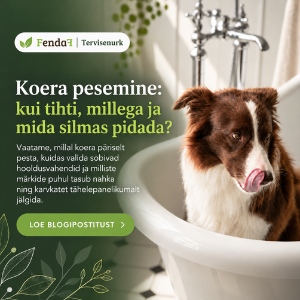 koera pesemine: mida tähele panna