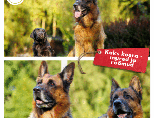 kaks koera