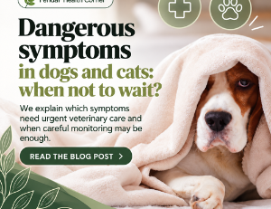 Dangerous symptoms in dogs and cats: when to see a vet?