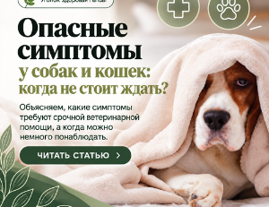 Опасные симптомы у собак и кошек: когда ехать к ветеринару?