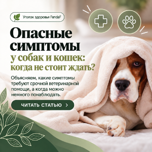Опасные симптомы у собак и кошек: когда ехать к ветеринару?