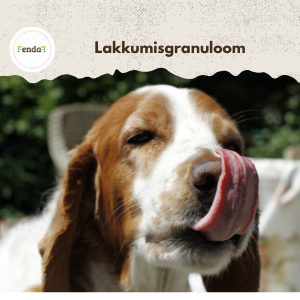 lakkumisgranuloom