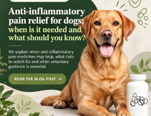 Anti-inflammatory painkillers for dogs: benefits and risks