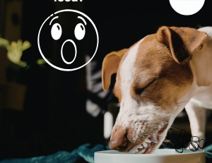 Is there sawdust in dog food? What powdered cellulose really is