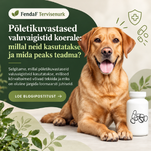 Põletikuvastased valuvaigistid koerale: kasu ja riskid