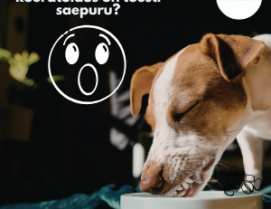 Kas pulbriline tselluloos koeratoidus on tõesti saepuru?