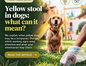 Yellow stool in dogs: causes and warning signs