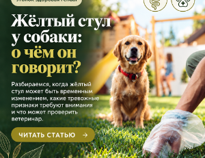 Жёлтый стул у собаки: причины и тревожные признаки