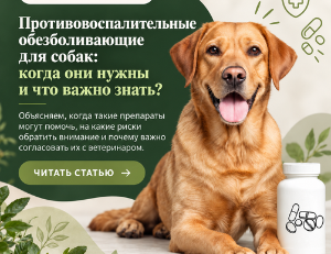 противовоспалительные обезболивающие для собак