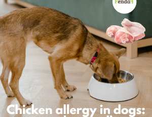 Chicken allergy in dogs and essential amino acids in chicken