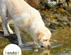 Is seawater dangerous for dogs? Signs of salt poisoning and what to do