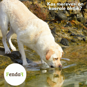 Kas merevesi on koerale ohtlik?