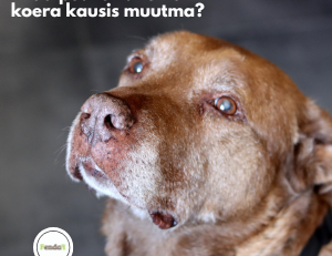 seeniorkoera toit