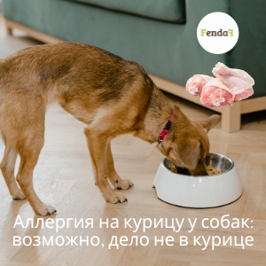 ллергия на курицу у собак и незаменимые аминокислоты курицы