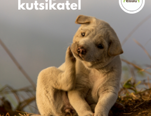allergiad kutsikatel