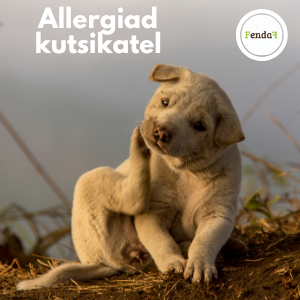 Koerte allergiad ja atoopiline dermatiit on viimastel aastatel muutunud üha tavalisemaks probleemiks. Sügelemine, kõrvapõletikud, käppade lakkumine, punetav nah