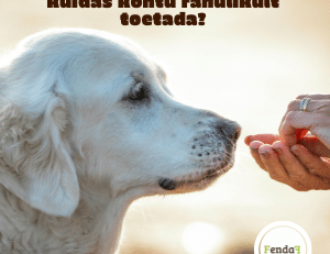 tundliku seedimisega koer