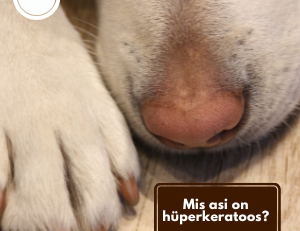 hüperkeratoos